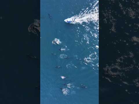 Rare footage of MEGALODON shark caught on camera with 21 Orca!! #megalodon #shark #rarefootage