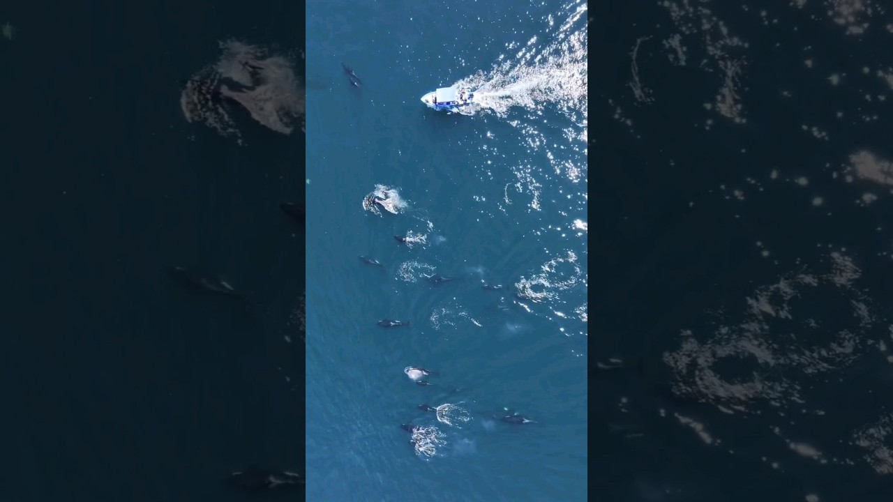 Unprecedented Footage of Megalodon with 21 Orcas