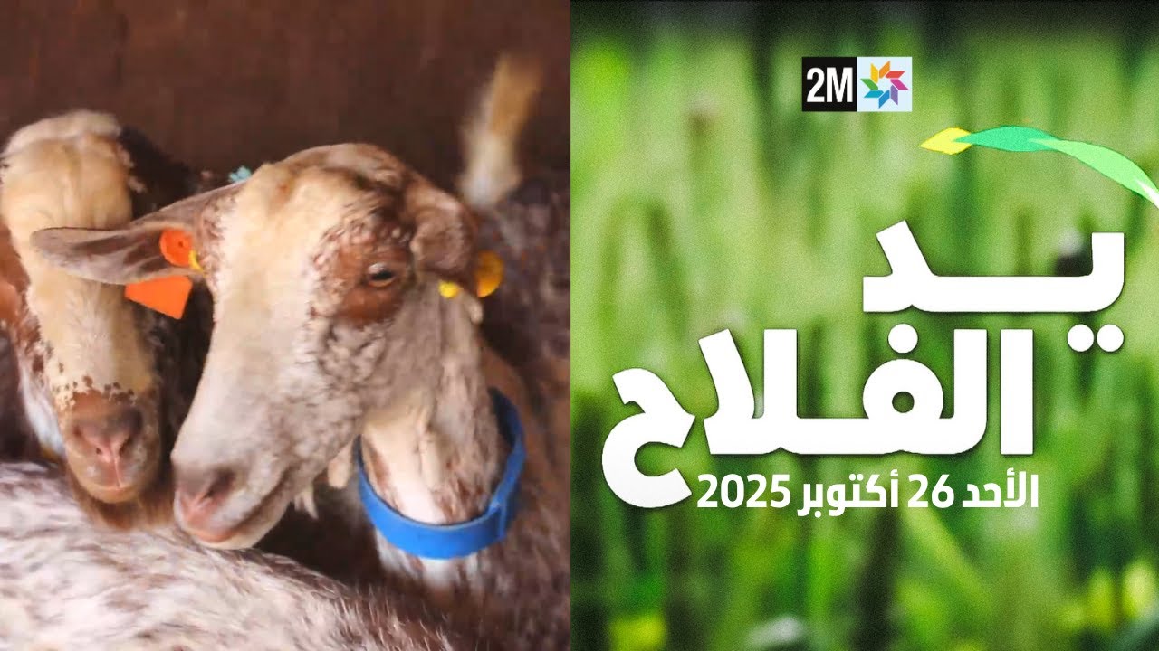 يد الفلاح: تغطية حصرية لفعاليات الأحد 26 أكتوبر 2025 🌾