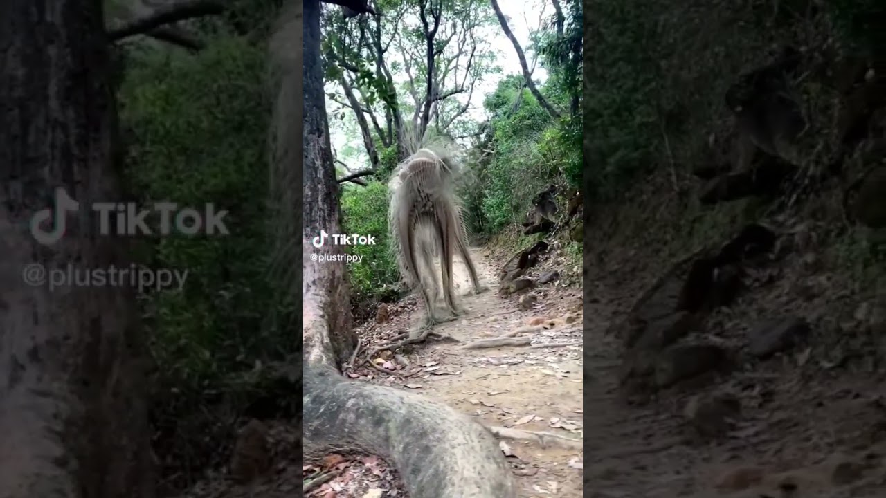 Amazing World of Animals 🐾