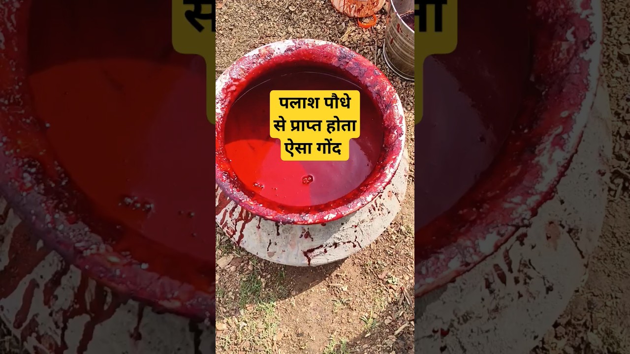 पलाश पौधे से प्राप्त होता ऐसा गोंद #पलाश_गोंद #farming #खेती #crop #agriculture #किसान