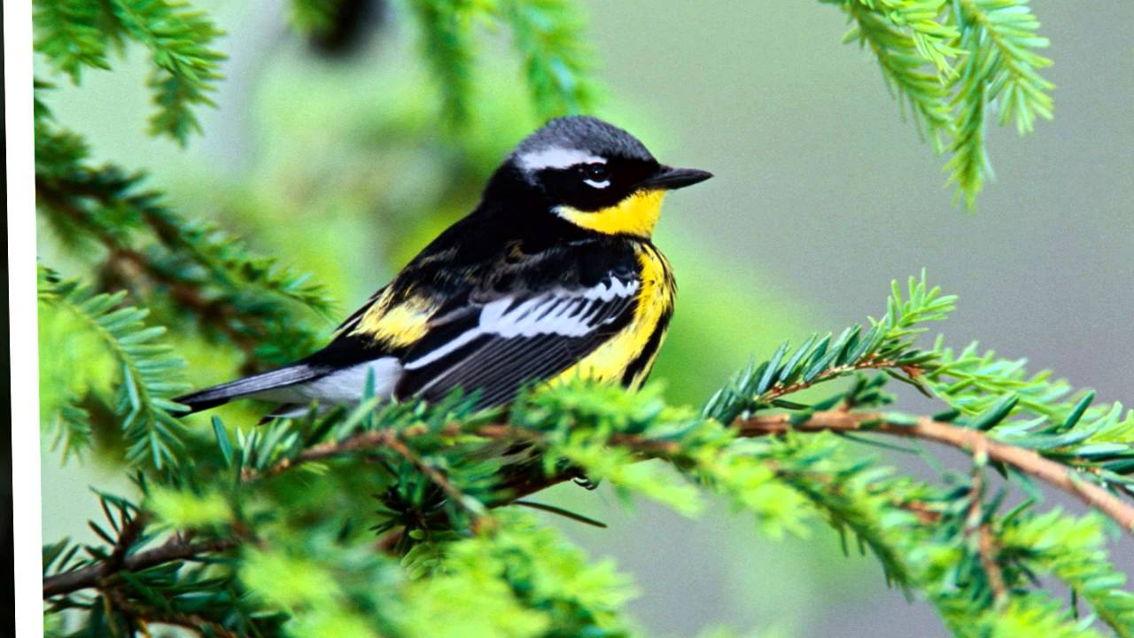 Детская спокойная музыка для отдыха 🎶