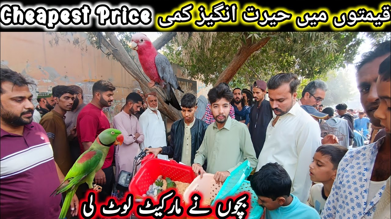 Lalukhet Birds Market 2025 Update 🐦