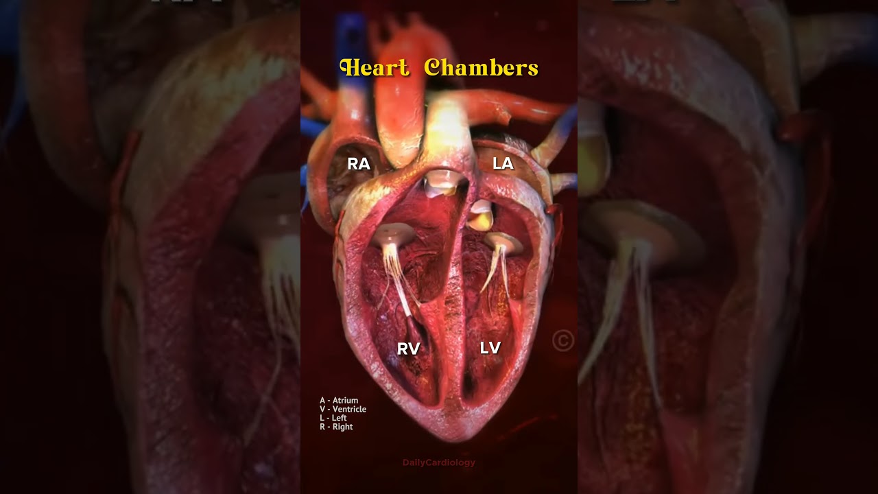 Understanding Heart Chambers 🫀