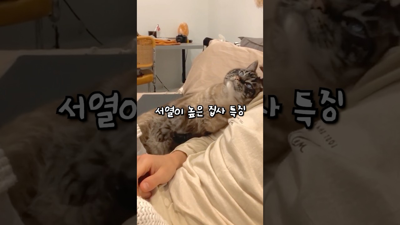 집사보다 서열 높은 고양이의 특징 🐱