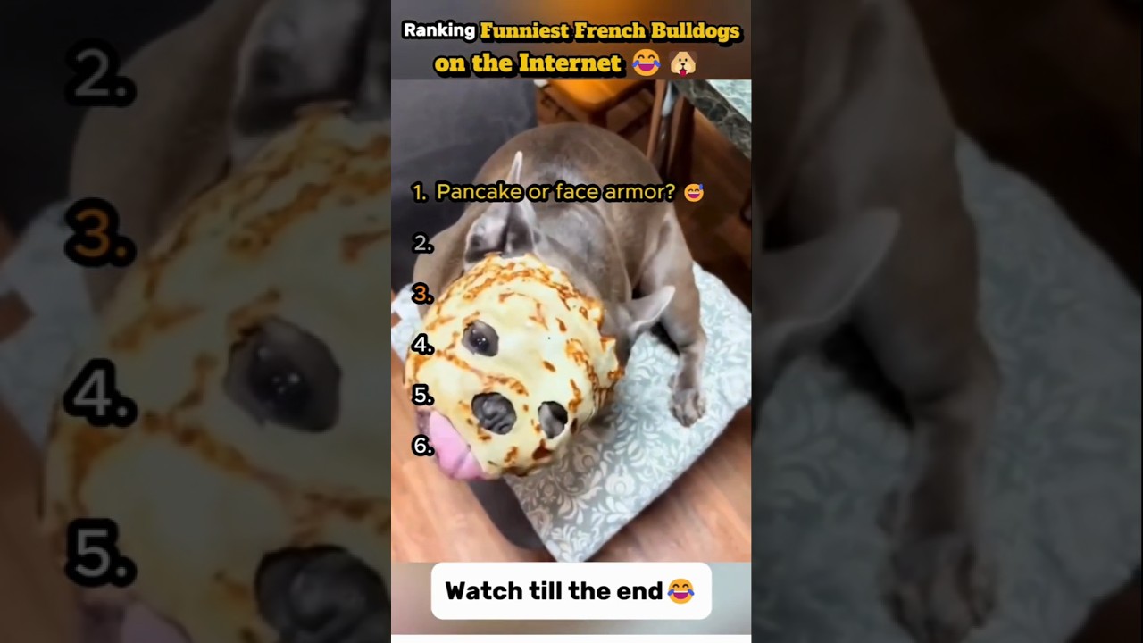 Top Funny French Bulldogs on the Internet 😂