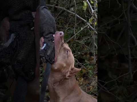 top 9 aggressive dog 💥💥#shorts #dog #animal #pitbull #americanbully #pets #dogsworld#gymdog#superdog