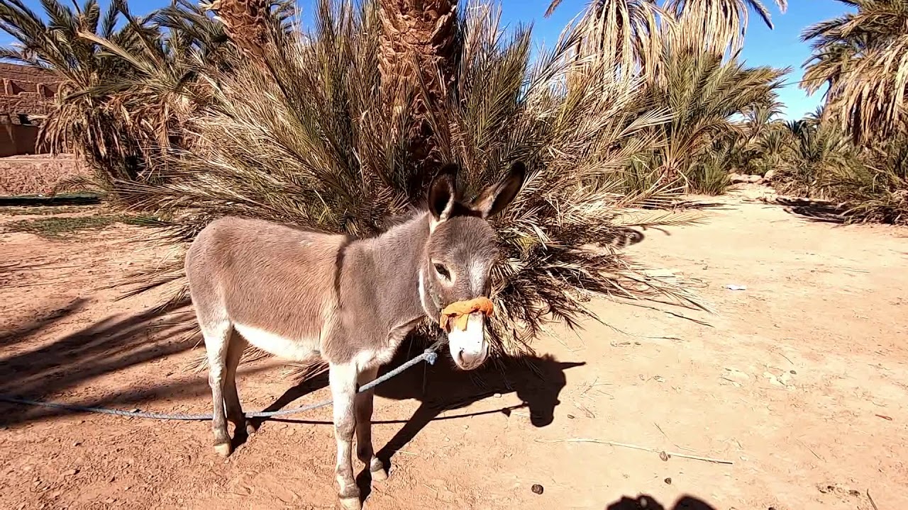 L'oasis de Mhamid et Ghiziane en venant de Ouarzazate