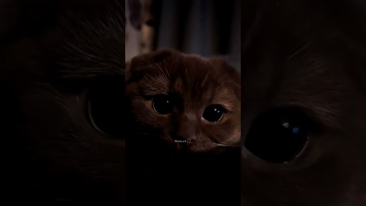 Видишь, разрывается, болит моя душа. Моя госпожа