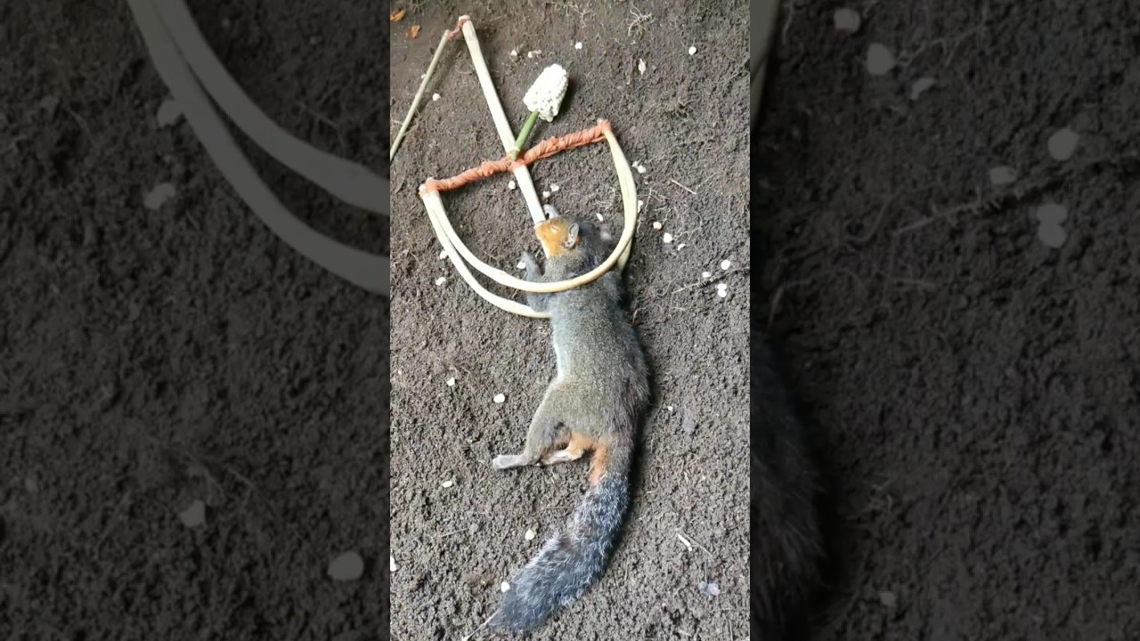 Ingenious Jungle Squirrel Trap 🐿️ | Watch This Creative Catch!