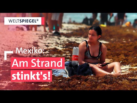 Algenplage im Urlaubsparadies | Weltspiegel