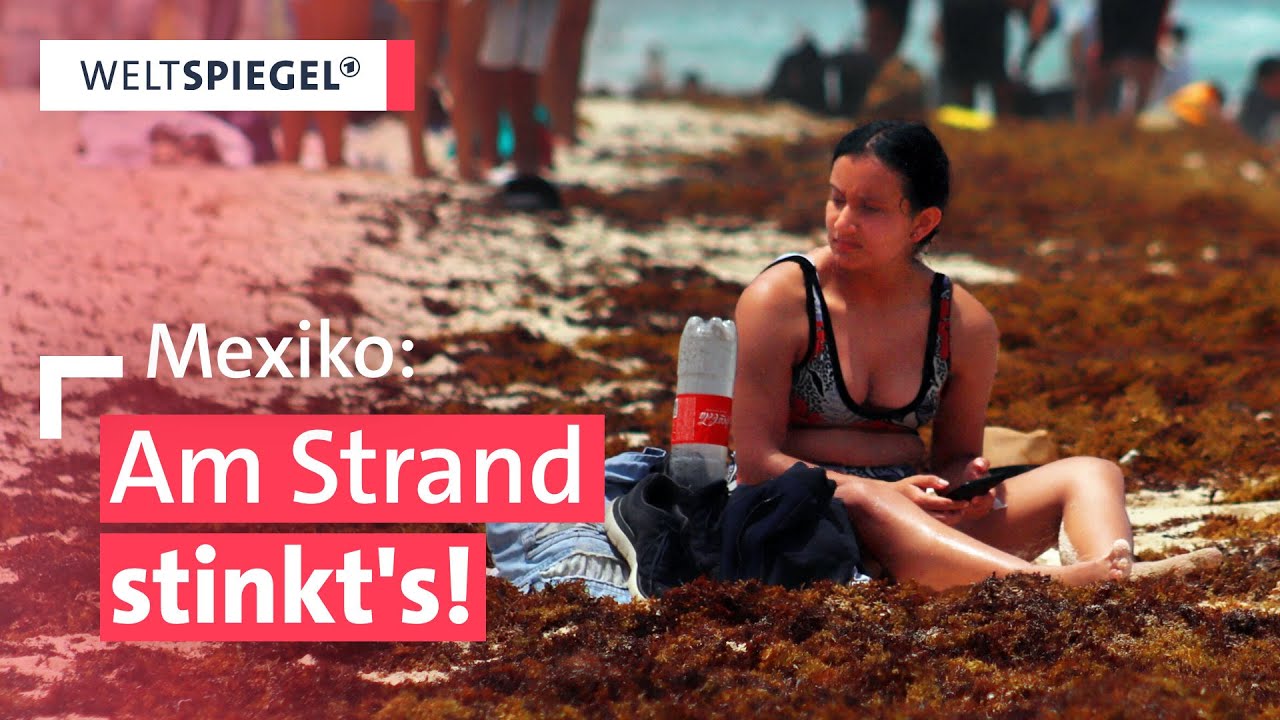 Algenplage in Mexikos Traumstränden: Was Urlauber wissen sollten 🌴