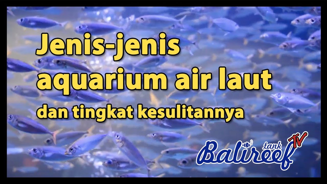 Jenis Aquarium Laut Rumahan & Tingkat Kesulitannya 🐠