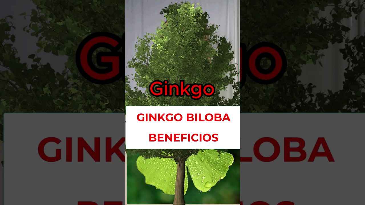 Beneficios y Contraindicaciones del Ginkgo Biloba 🌿