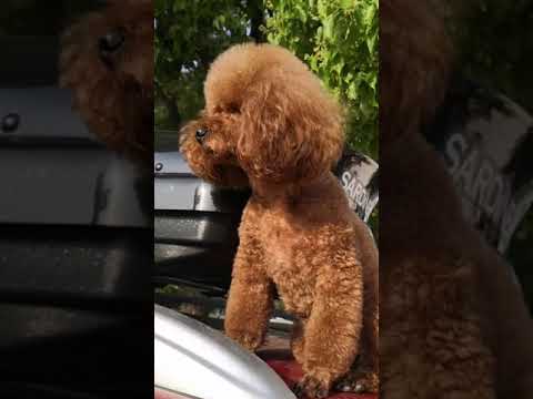 Cute Puppy lovely Care #short #3711