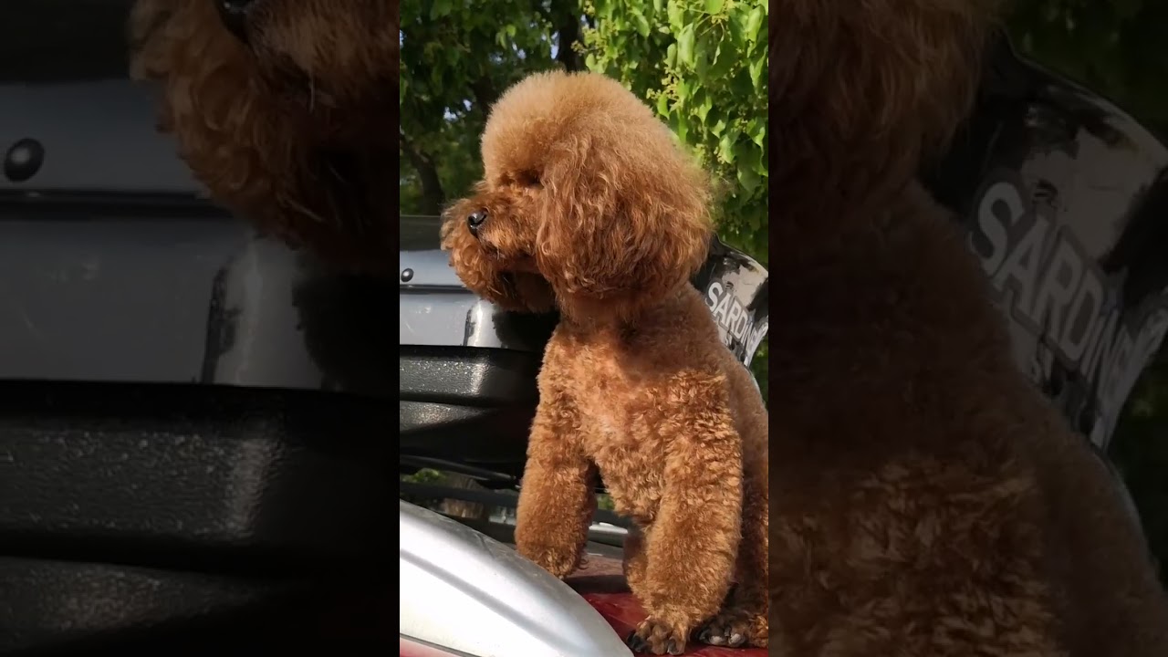 Adorable Puppy Care Tips 🐶 | Subscribe for More Cute Videos!