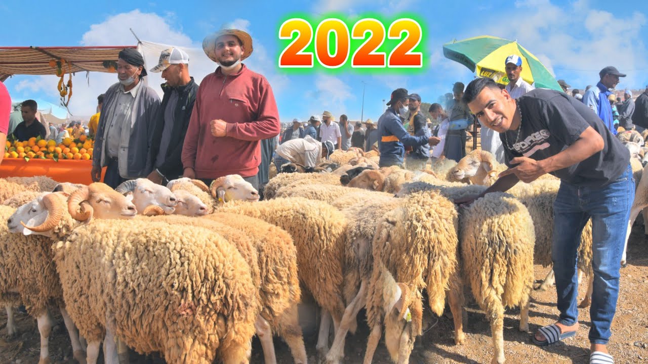 أسعار خروف العيد في سوق الغنم شرق المغرب 2022 🐑