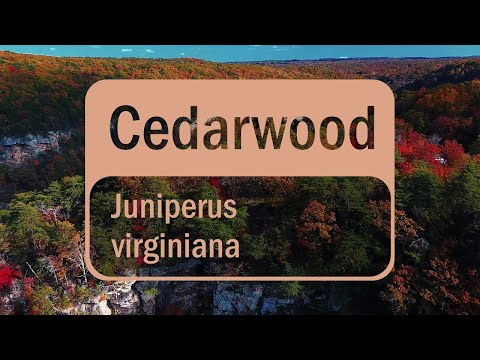 Uleiul esențial de Cedru de la doTERRA