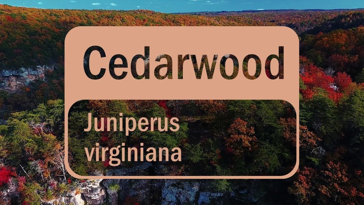 Uleiul Esențial de Cedru de la doTERRA – Beneficii pentru Piele și Relaxare 🌿