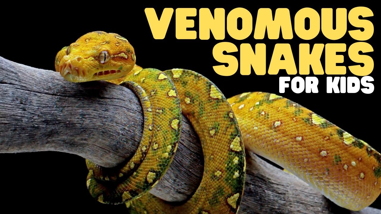 Venomous Snakes for Kids 🐍 Fun Facts About Dangerous Snakes