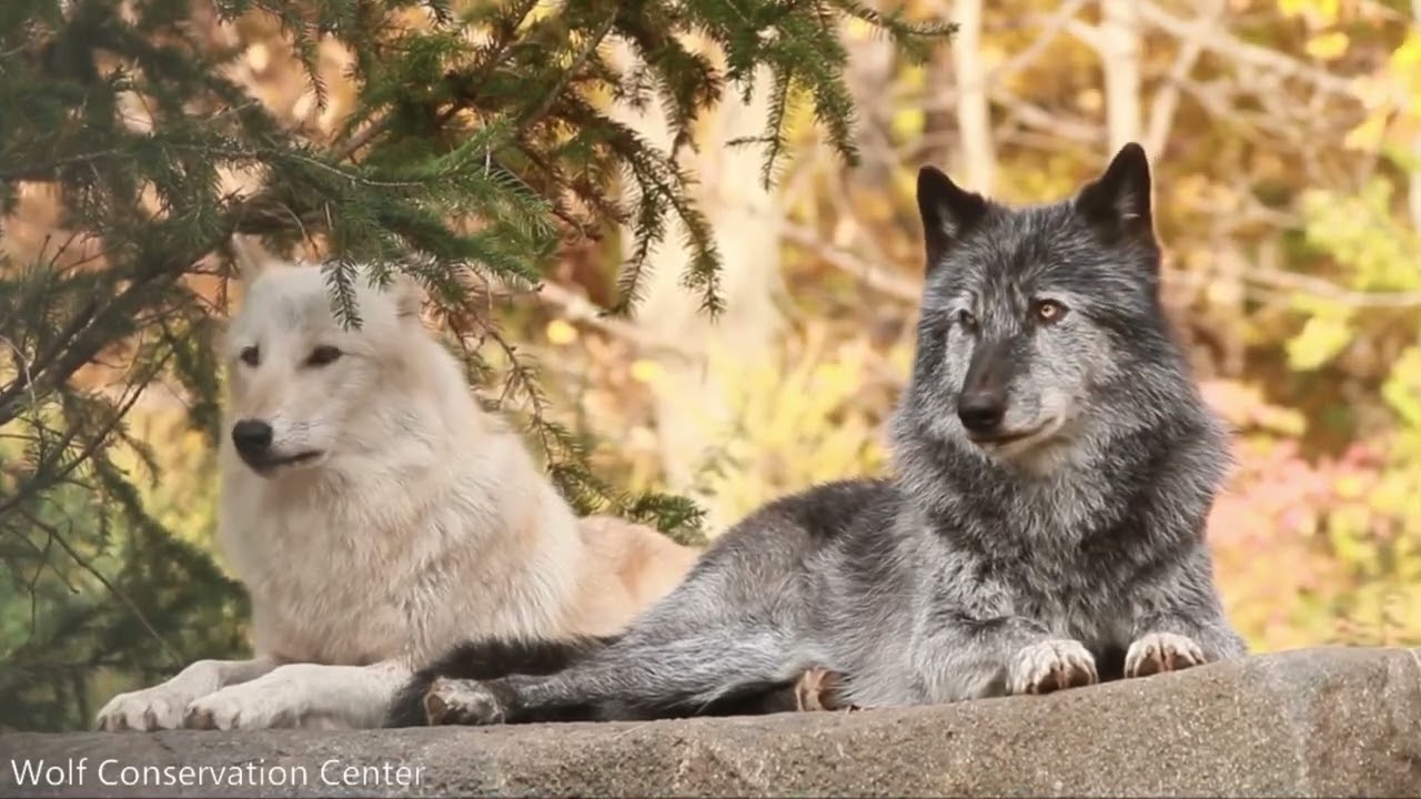 Wolf Howling Compilation πΊ