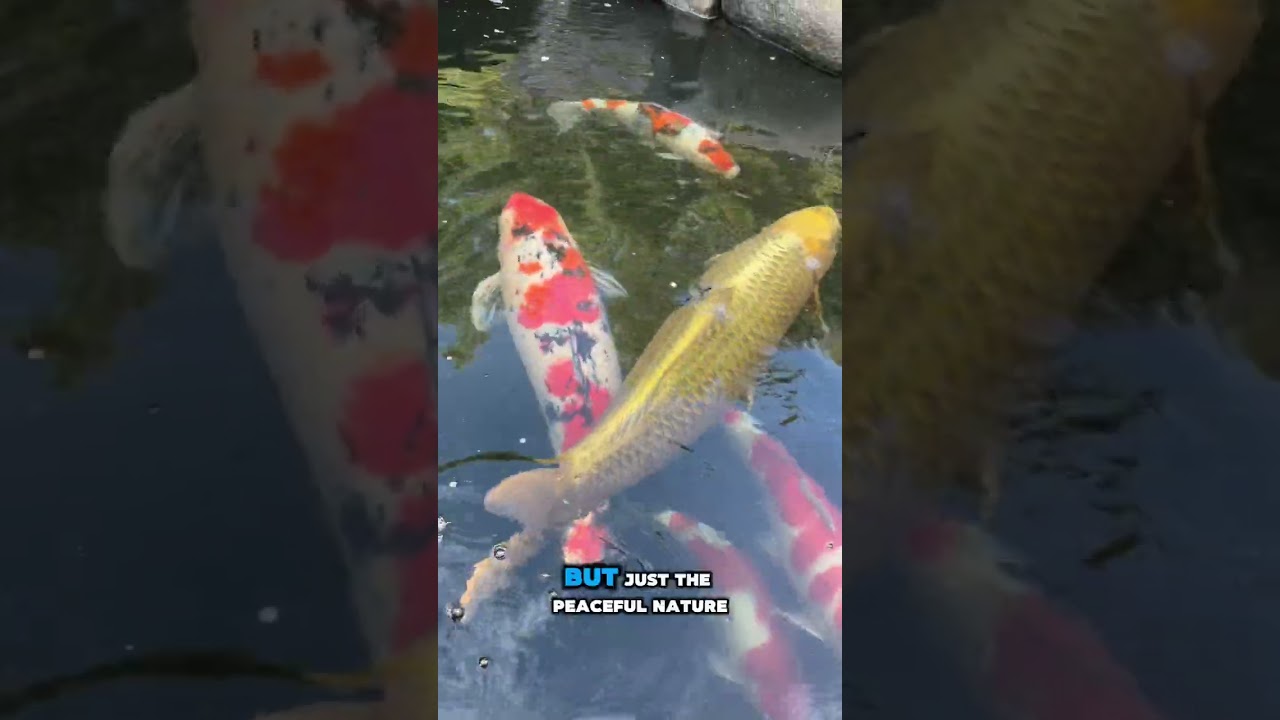 Stunning 17,000-Gallon Backyard Koi Pond 🌿