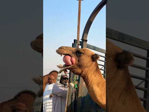 A scene of camel loading from Chain kuppi | #shorts #loading #camel #akfunn