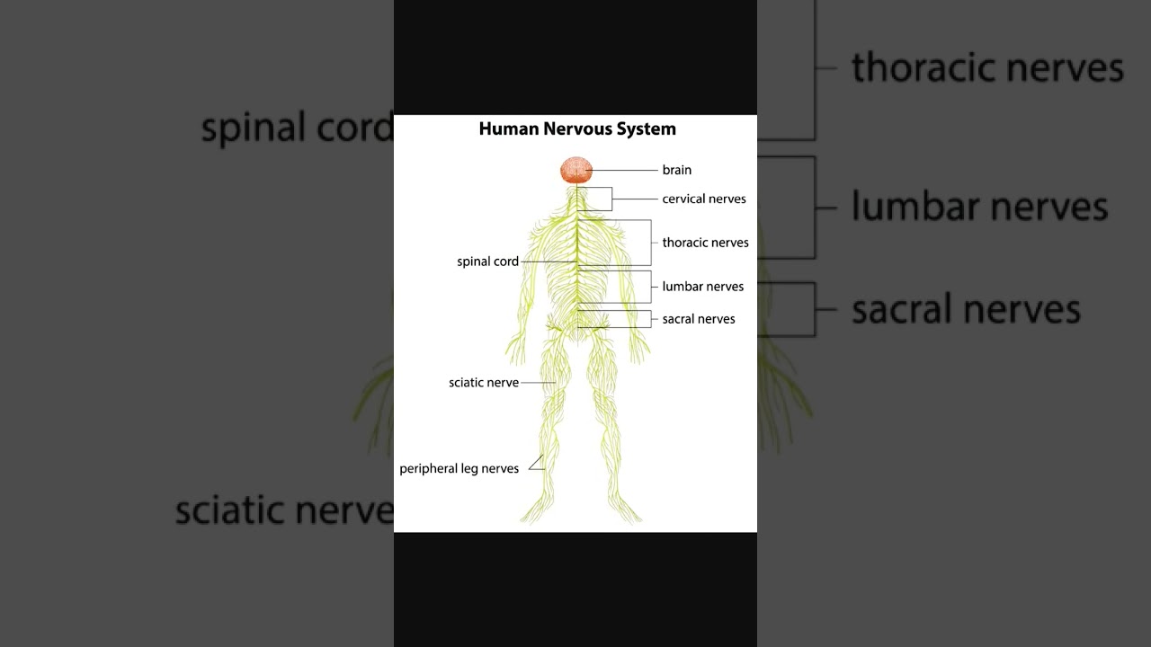 Human Nervous System Explained 🧠