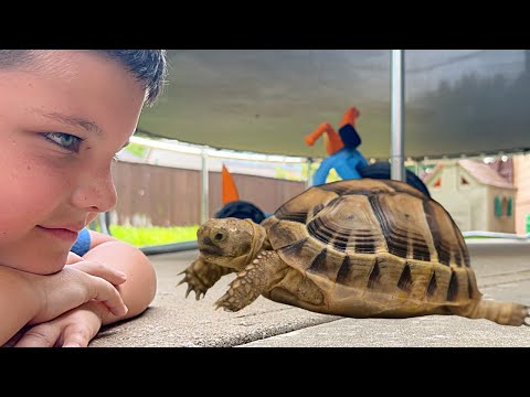 MY PET TURTLE!! 🐢 Caleb & Mom animal day care! Taking Care of Bugs and Turtles in the backyard!
