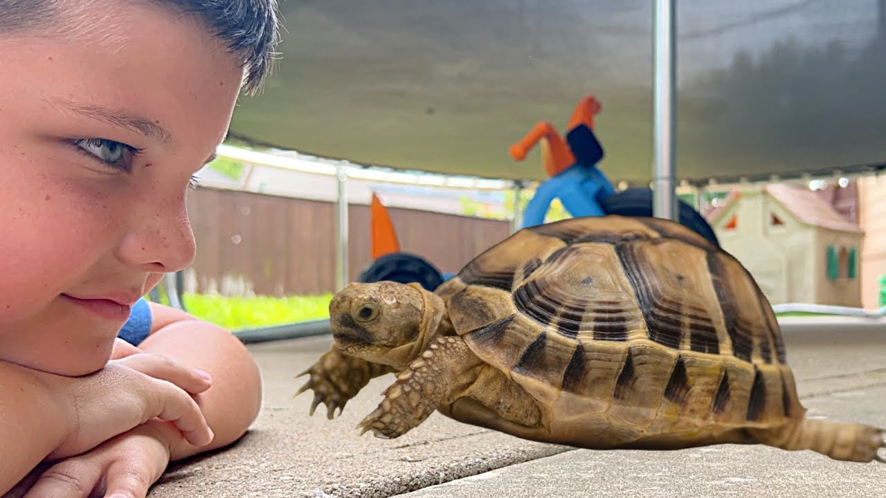 Meet Our Adorable New Pet Turtle! ๐ข Fun Backyard Adventures with Caleb & Mom