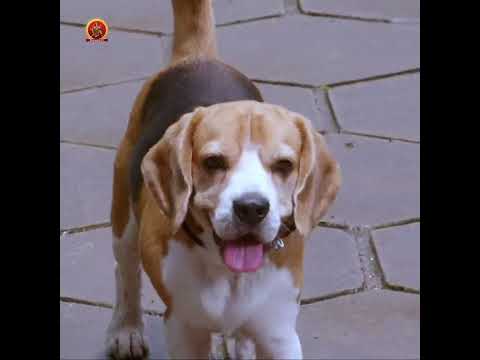 Tommy Full Movie On Youtube | #rajendraprasad #sita #venumadhav #raghubabu