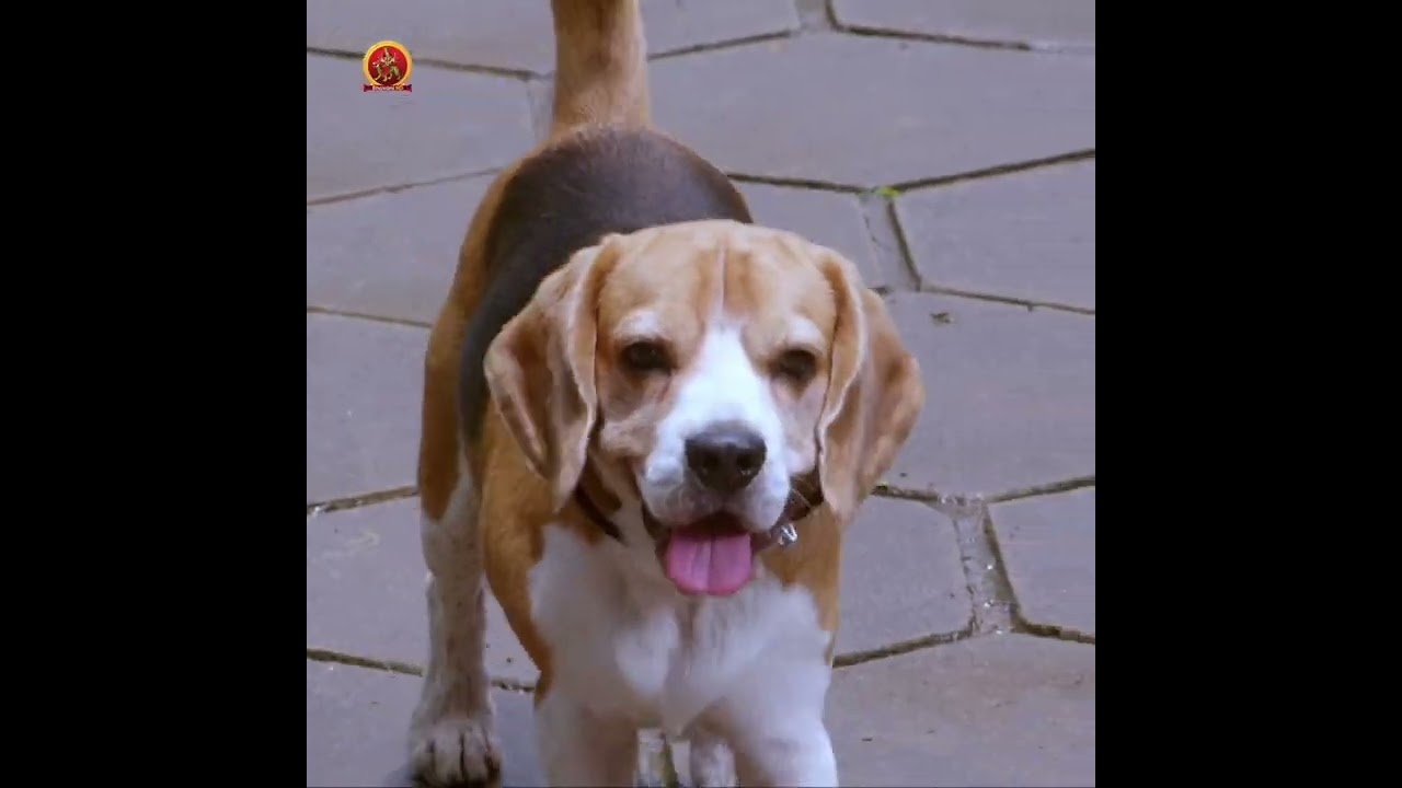 Watch Tommy Full Movie on YouTube 🎬 | Rajendra Prasad & Sita Telugu Film