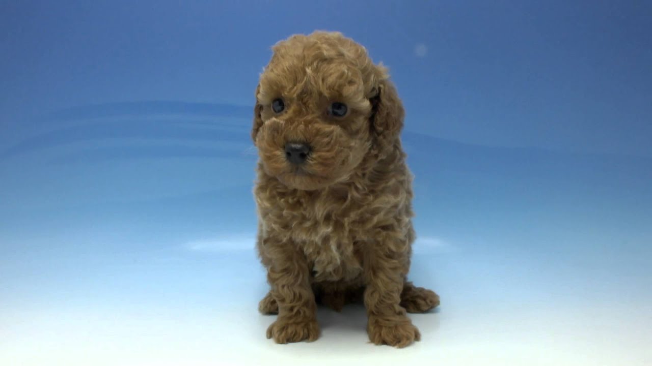 ワンラブ名古屋市のペットショップ 🐶