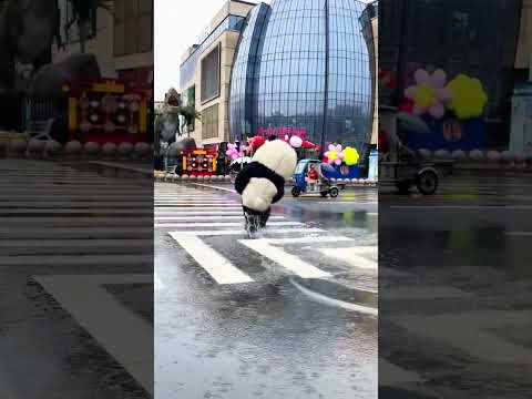 How many seconds did it take the panda to run across this street? Yixing's super fun amusement p