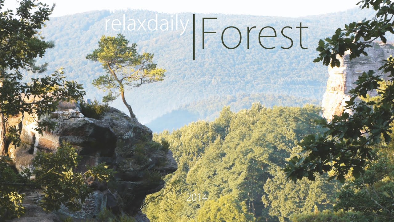 Relaxing Easy Listening Music with Beautiful Forest Scenes 🎶