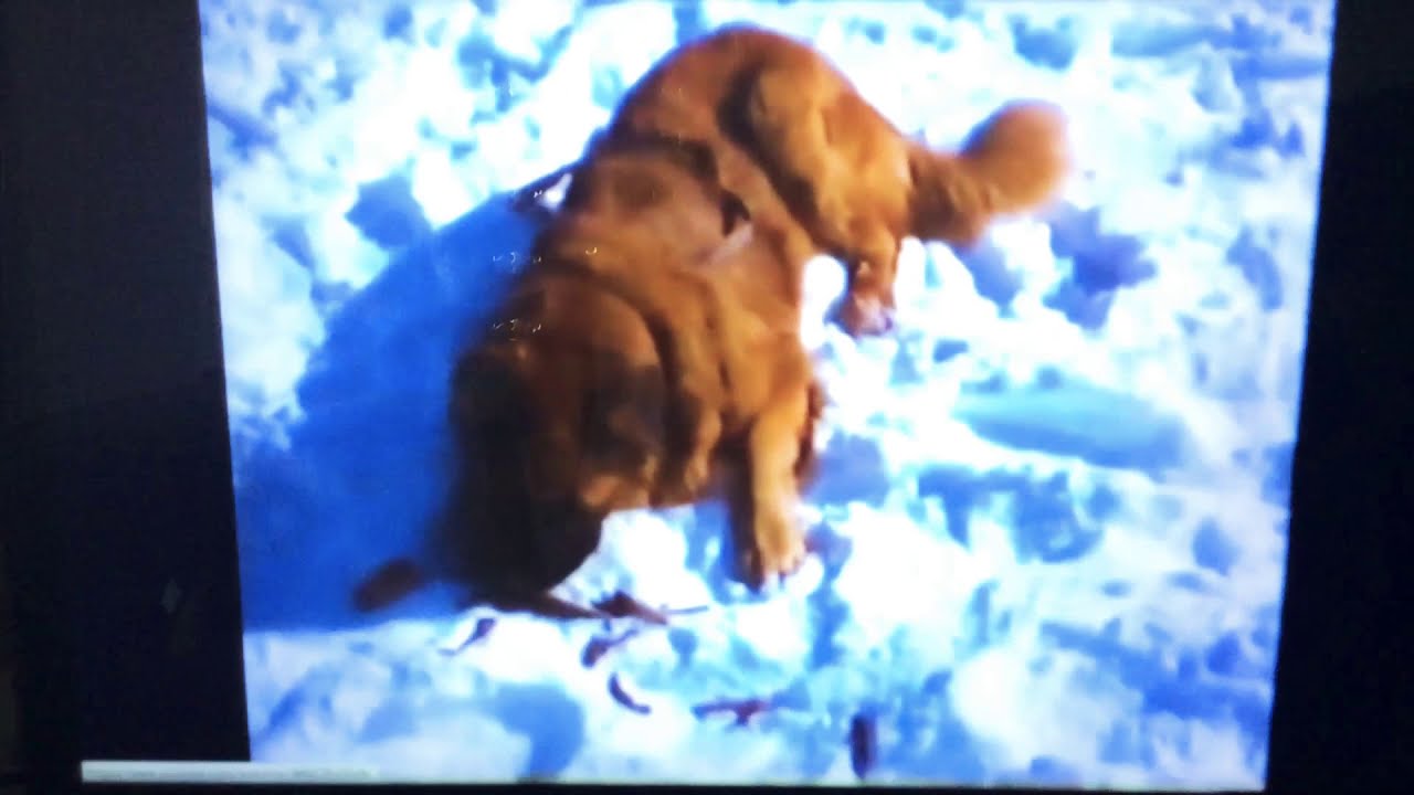 The Call of the Wild (1976): Buck vs Spitz Fight 🐺