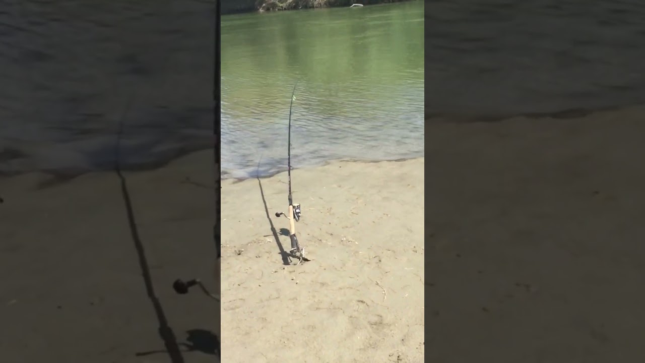 ПОКЛЁВКА САЗАНА 🎣. Сазан ложит фидер ! Рыбалка в низовьях Каратала. Рыбалка в Казахстане. #жетысу