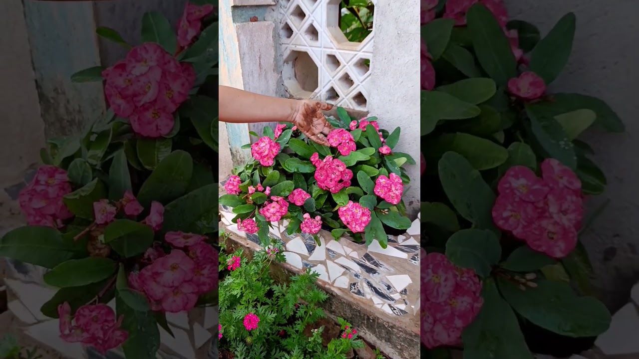 plantas que florescem de inverno verão #plantas #jardim #flores