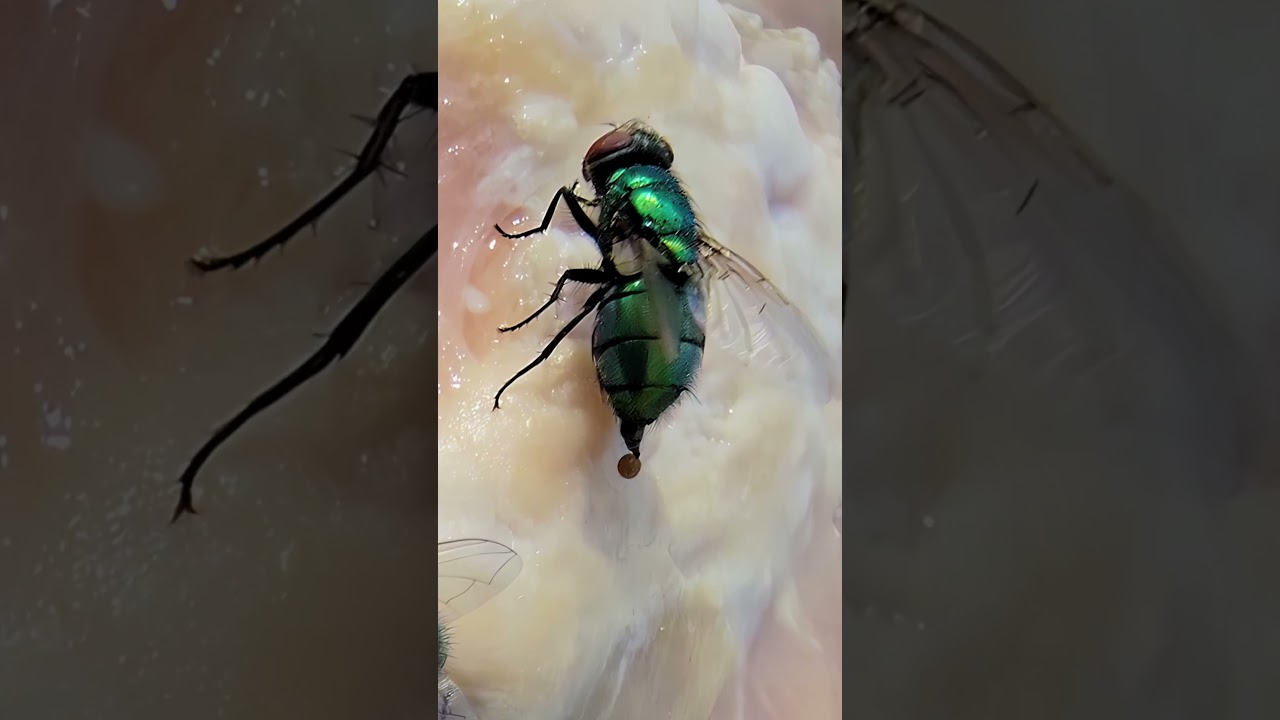 Why Flies Avoid Landing on Food 🪰