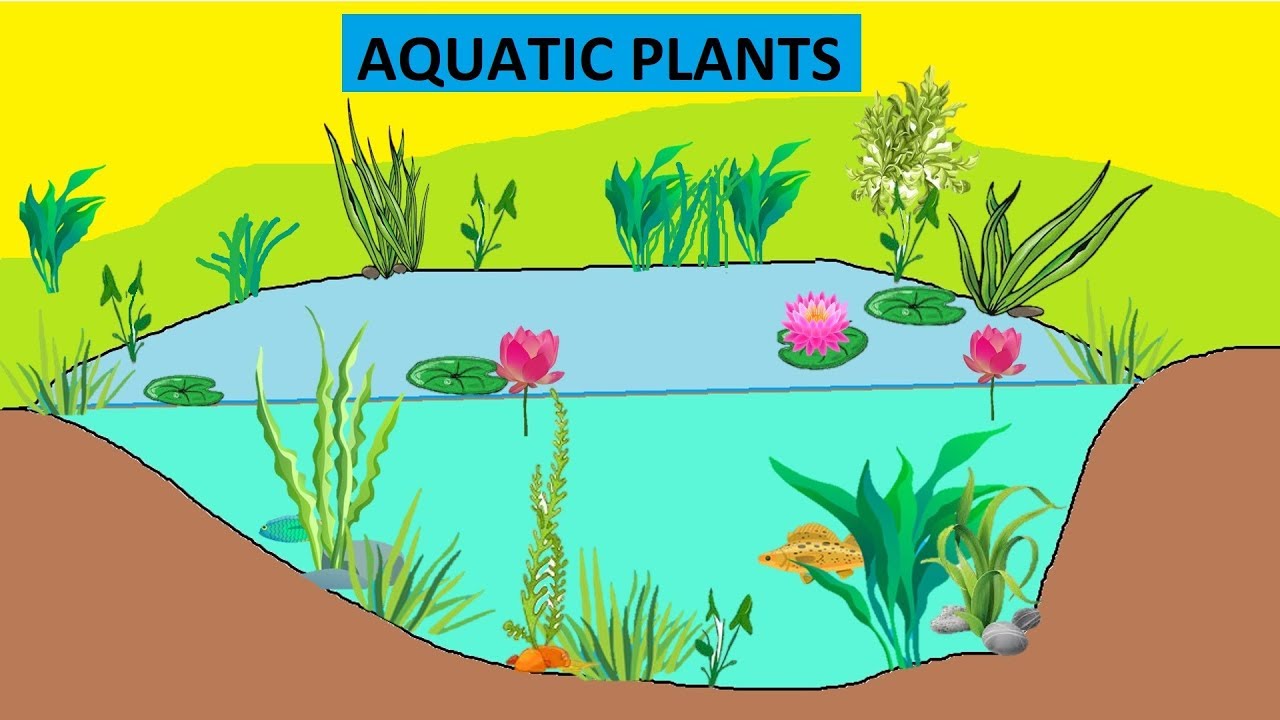 CBSE Class 4 Science: Aquatic Plants 🌿