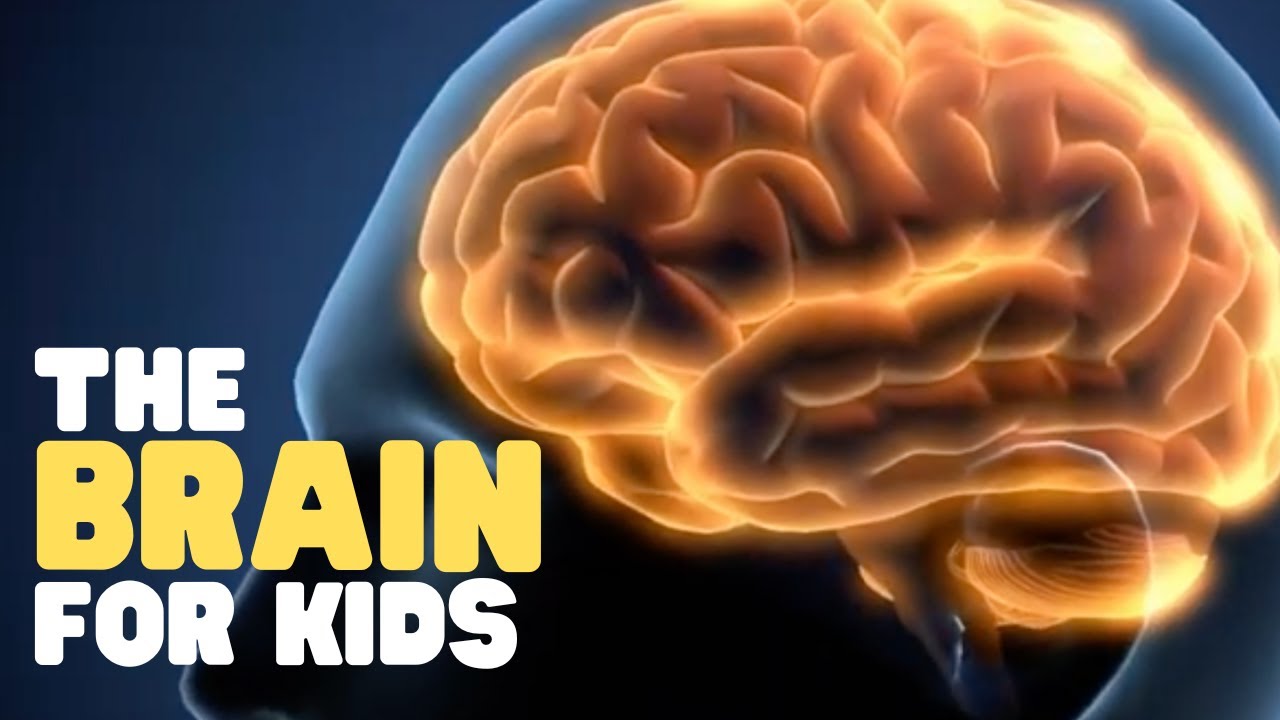 The Brain for Kids 🧠 Fun Facts About the Human Brain