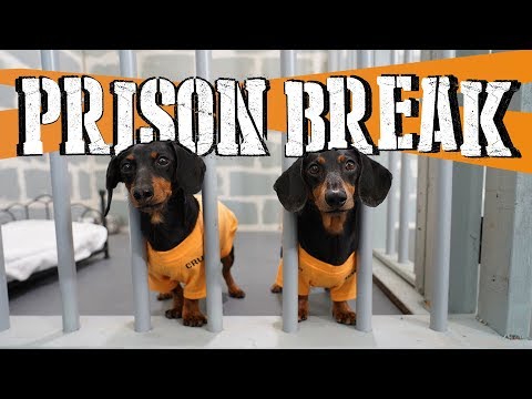 Ep 14: WIENER DOG PRISON BREAK! — (Funny Dogs Escaping Jail)