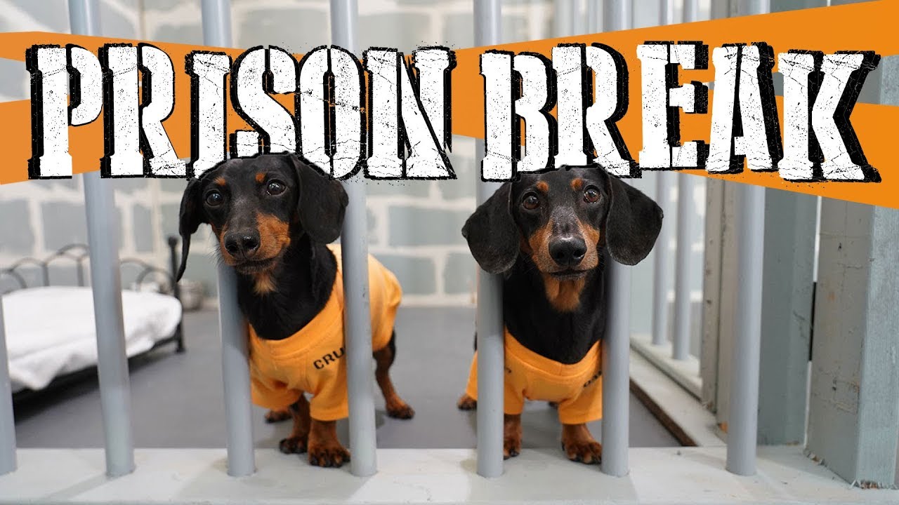 Ep 14: Wiener Dog Prison Break! 😂