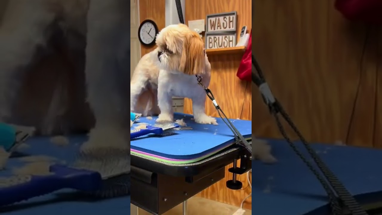 DIY Dog Grooming System for Easy, Calm Grooming 🐶