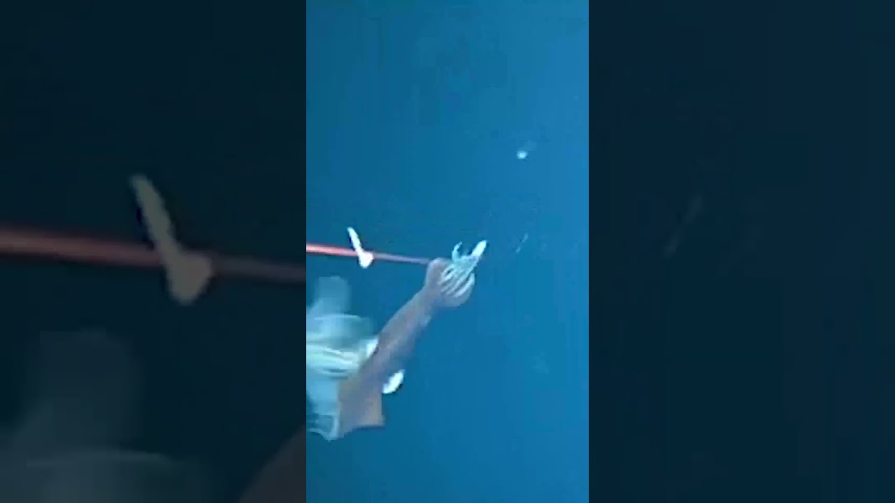 Giant squid attack!