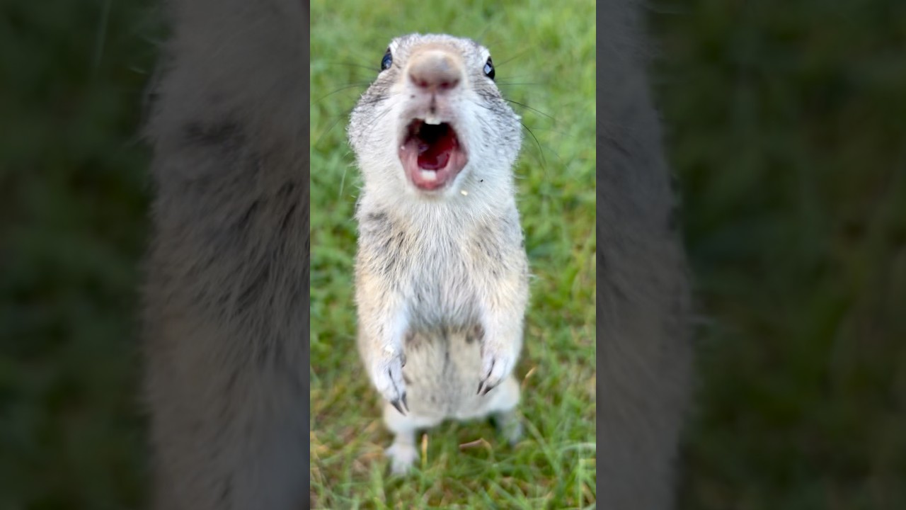 매력적인 먹방! 😋 #졸귀 #asmr