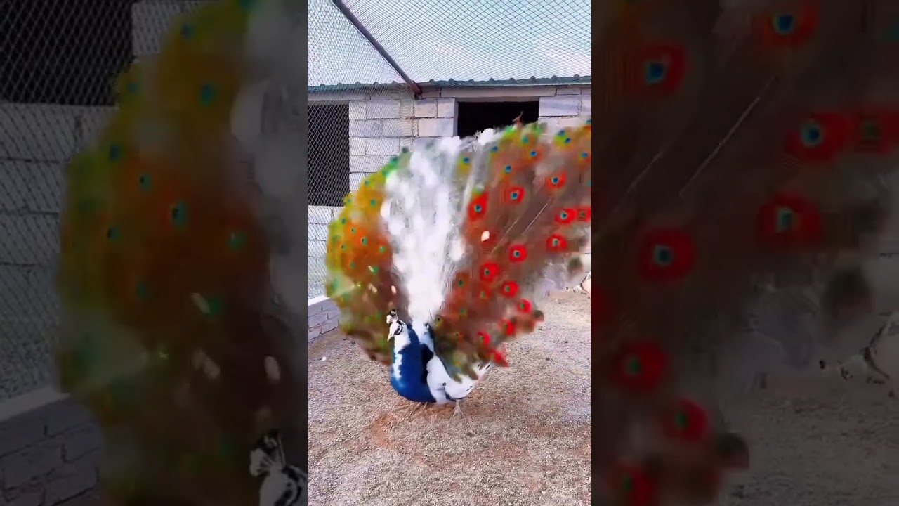 Keindahan Burung Merak yang Mengagumkan 🦚