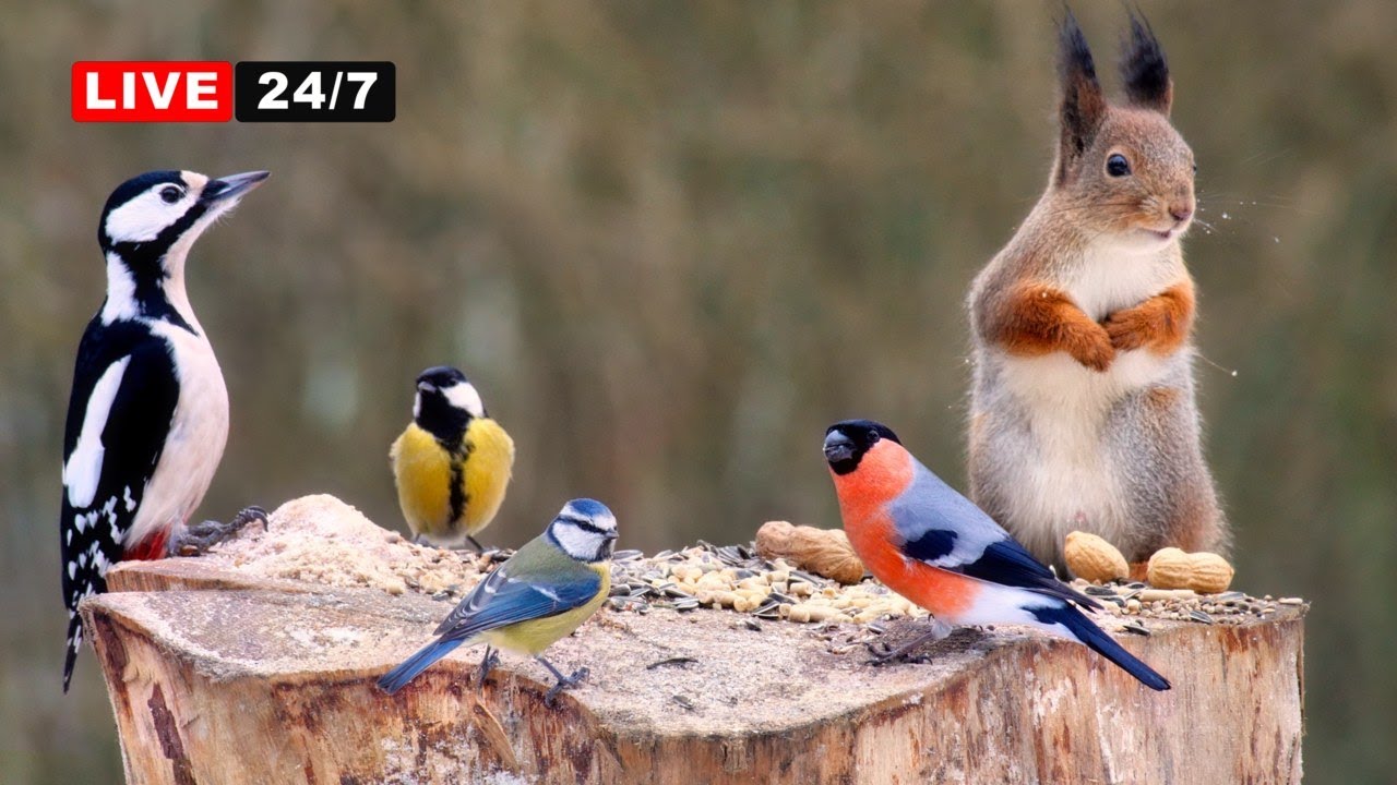 24/7 Live Cat TV: Birds & Squirrels Without Ads 🐾