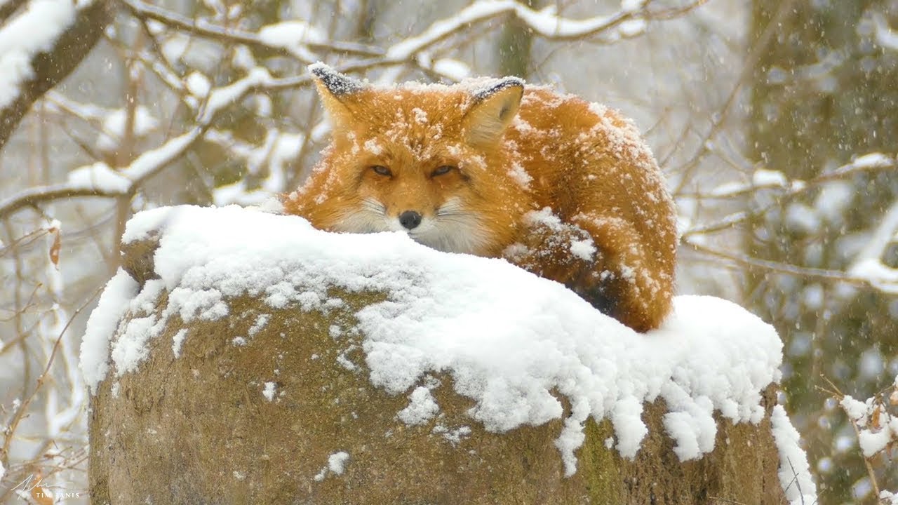 Winter's Calm: Relaxing 4K Instrumental Music ❄️