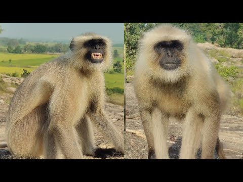 Watch the Beautiful Moments of Langur Monkeys in the Jungle!